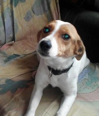 Blanka, Whipet-Beagle-Mischlingshündin, geb. ca. Januar 2016 32566996jq