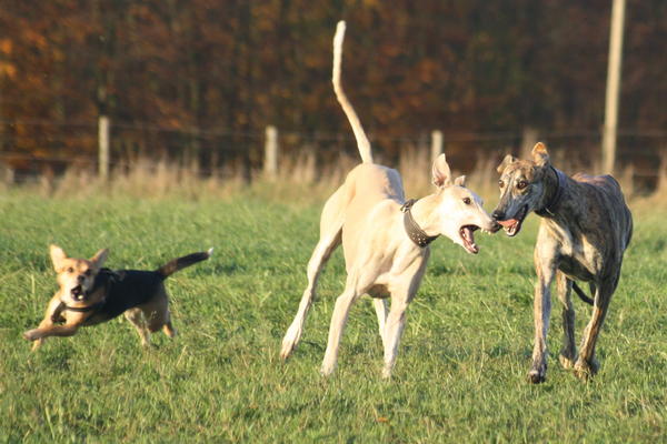 Galgo Gurtel (jetzt MANGO) aus San Anton sucht ... 3259333