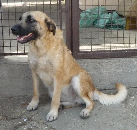 Hetty, auf PS in Deutschland, sucht 3267677