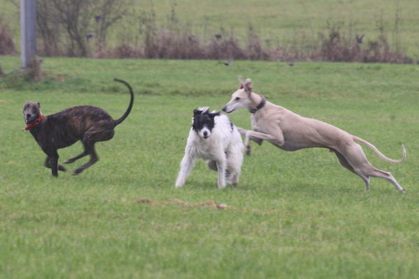 Galgo-Mischling DANTE aus der Perrera Jerez ... - Seite 4 3277578