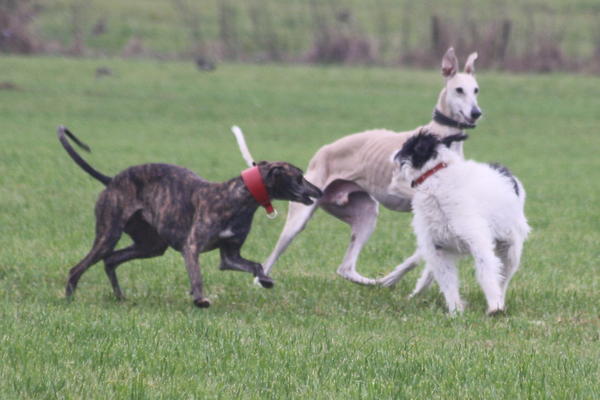 Galgo-Mischling DANTE aus der Perrera Jerez ... - Seite 4 3277580