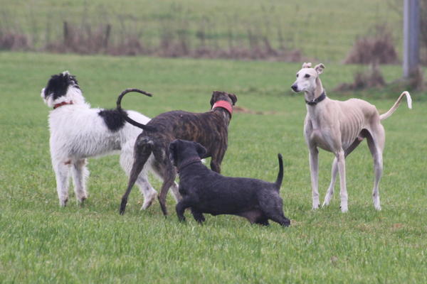 Galgo-Mischling DANTE aus der Perrera Jerez ... - Seite 4 3277581