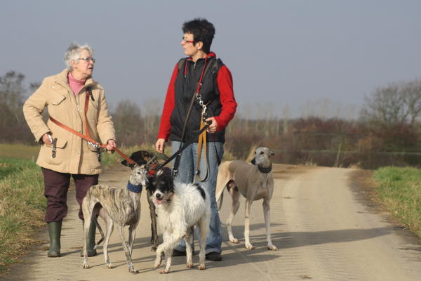 Galgo-Mischling DANTE aus der Perrera Jerez ... - Seite 4 3277582