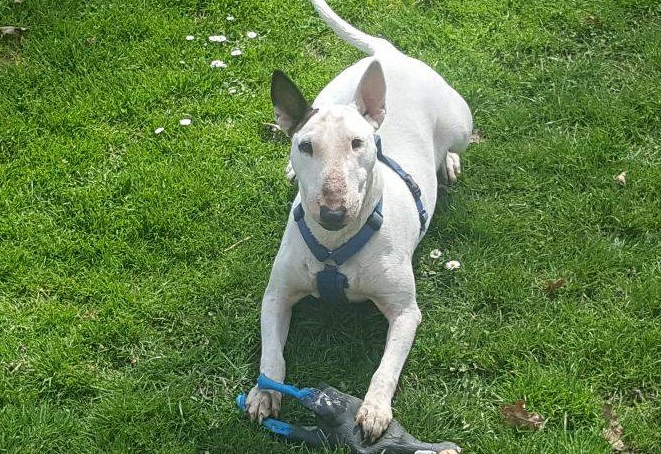 Dina - wunderschöne Bullterrier-Mischlings-Hündin 32790186od