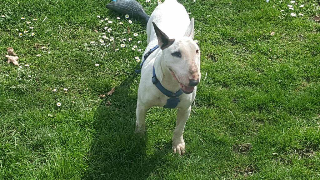 Dina - wunderschöne Bullterrier-Mischlings-Hündin 32790187kn