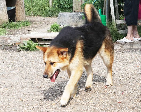 Michael - ängstlicher Hundemann sucht einfühlsame Menschen 32849837cu