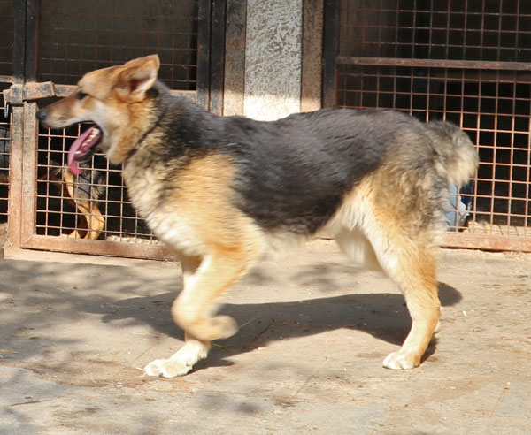 Michael - ängstlicher Hundemann sucht einfühlsame Menschen 32849872sr