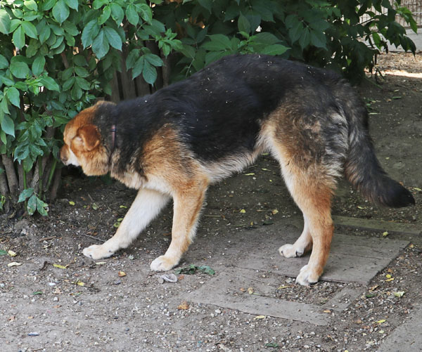 Michael - ängstlicher Hundemann sucht einfühlsame Menschen 32849878ml