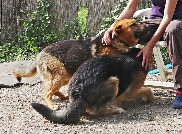 Michael - ängstlicher Hundemann sucht einfühlsame Menschen 32849880uz