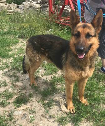 Rocco - wunderschöner Hundemann wartet auf sein Traumzuhause 32992745ix