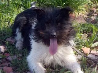 Maggie, Terriermischlingshündin, geb. ca, November 2016 33058367cn