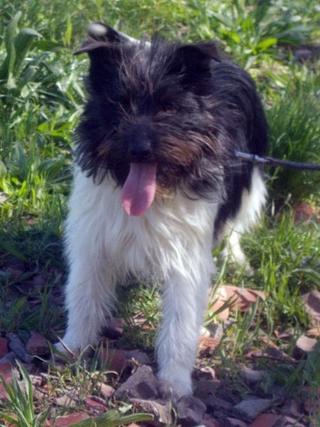 Maggie, Terriermischlingshündin, geb. ca, November 2016 33058377od