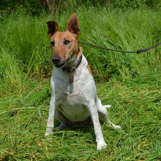 Dagi, Foxterrierhündin, geb. ca. April 2011 33134780ai