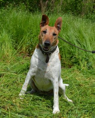 Dagi, Foxterrierhündin, geb. ca. April 2011 33134781hu