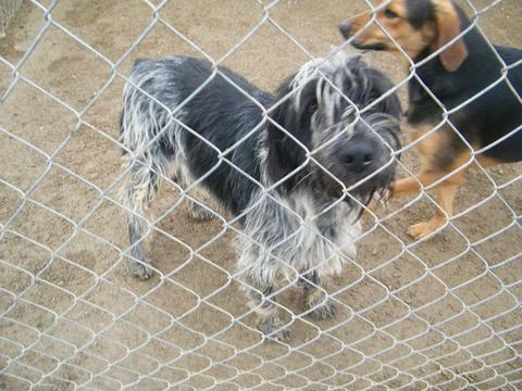 Tango, 2 Jahre, Griffon-Mix sucht Familie 3314109