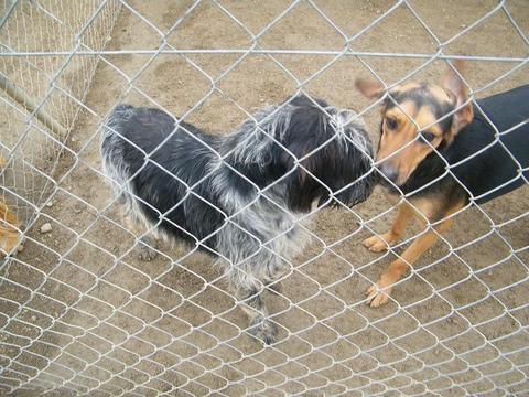 Tango, 2 Jahre, Griffon-Mix sucht Familie 3314114