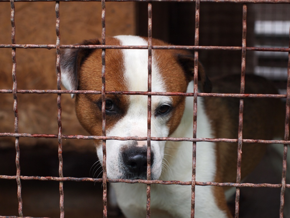 Giovanni - bildschöner umherirrender Hundemann sucht kuscheliges Körbchen 33230100ee