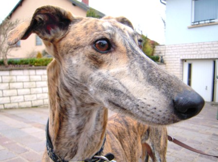 Galgo Gurtel (jetzt MANGO) aus San Anton sucht ... - Seite 3 3333352