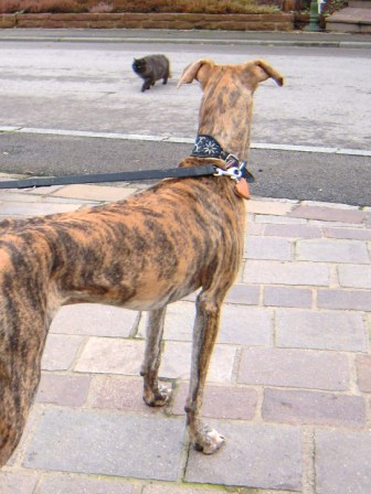 Galgo Gurtel (jetzt MANGO) aus San Anton sucht ... - Seite 3 3333353