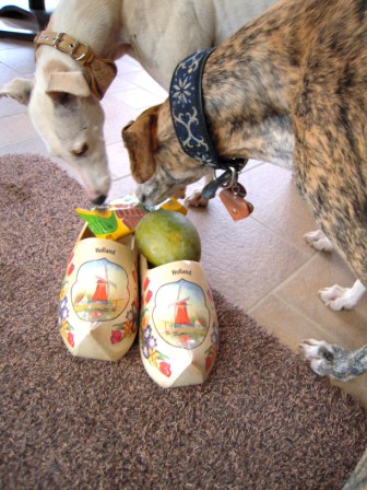 Galgo Gurtel (jetzt MANGO) aus San Anton sucht ... - Seite 3 3333358