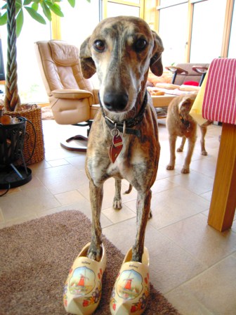 Galgo Gurtel (jetzt MANGO) aus San Anton sucht ... - Seite 3 3333359