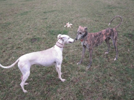 Galgo Gurtel (jetzt MANGO) aus San Anton sucht ... - Seite 3 3341488