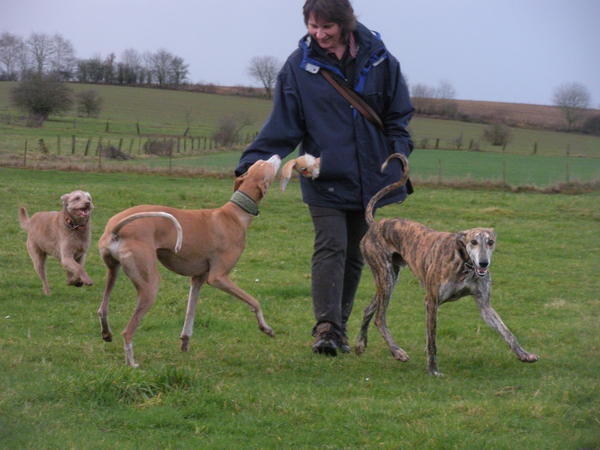 Galgo Gurtel (jetzt MANGO) aus San Anton sucht ... - Seite 3 3341730