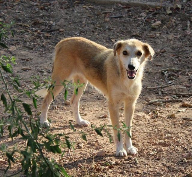 Bildertagebuch - Pluma, ein sensibles Hundemädchen sucht Menschen mit viel Geduld! Zuhause in Spanien gefunden! 33483162bk