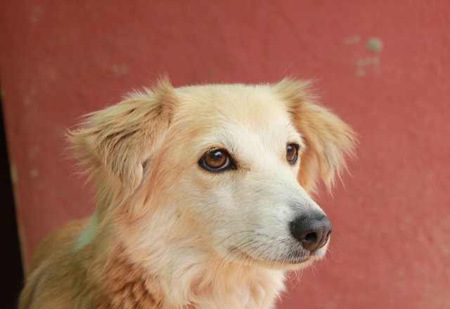 Bildertagebuch - Pluma, ein sensibles Hundemädchen sucht Menschen mit viel Geduld! Zuhause in Spanien gefunden! 33483171ke