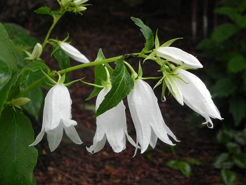 Glockenblumengewächse (Campanulaceae) - Seite 2 33525165qe