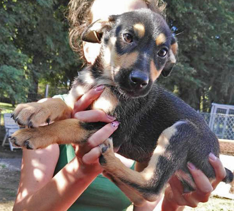 Babsy - herziges Hundemädchen wartet auf sein Glück 33593287ux