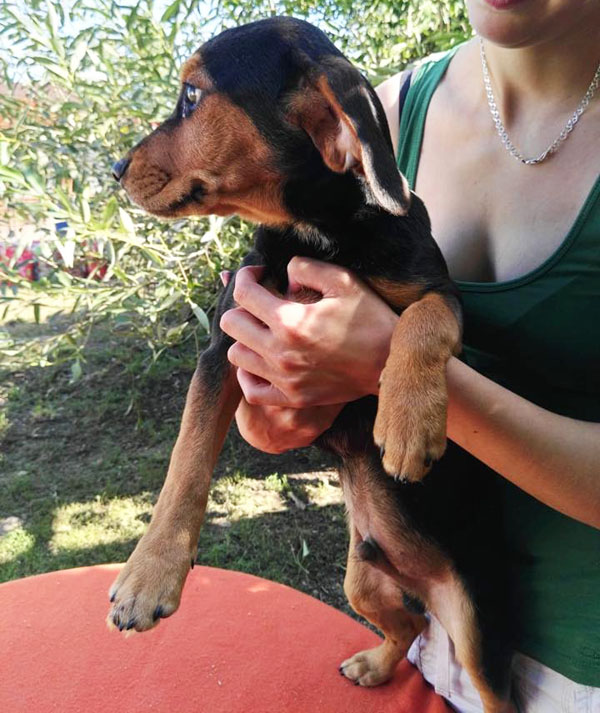 Enzo - herziger Hundebub hatte Glück im Unglück 33593406nx