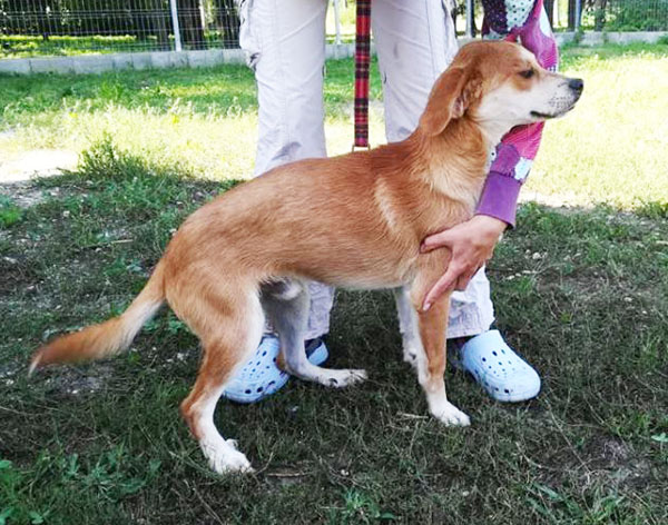 Otis - süsses schüchternes Kerlchen sucht einfühlsame Menschen 33775384og