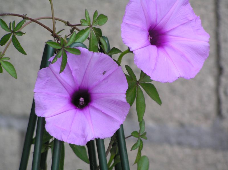 Ipomoea - rankende Schönheiten - Seite 5 33884421aj