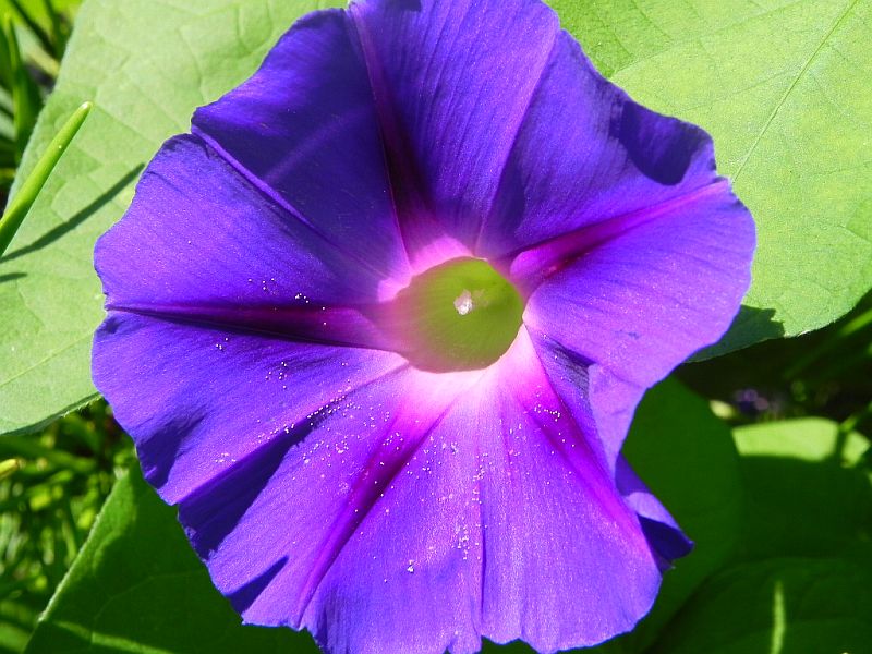 Ipomoea - rankende Schönheiten - Seite 6 33891995xj