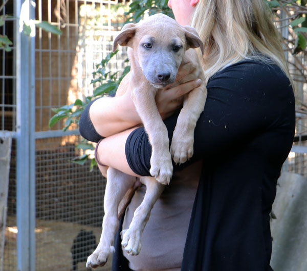 Fiona - süsses Schwesterchen von Fina sucht Streicheleinheiten 33910330la