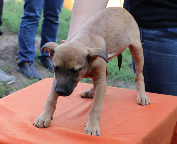 Fina - fröhliches Hundemädchen möchte Liebe verschenken 33910409fz