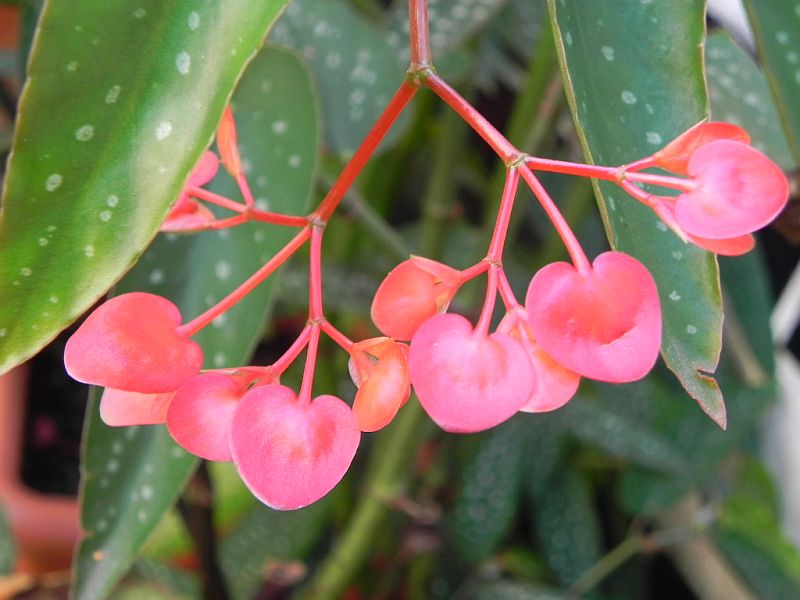 terrarium - Begonia - Begonien - Seite 4 33939601lr