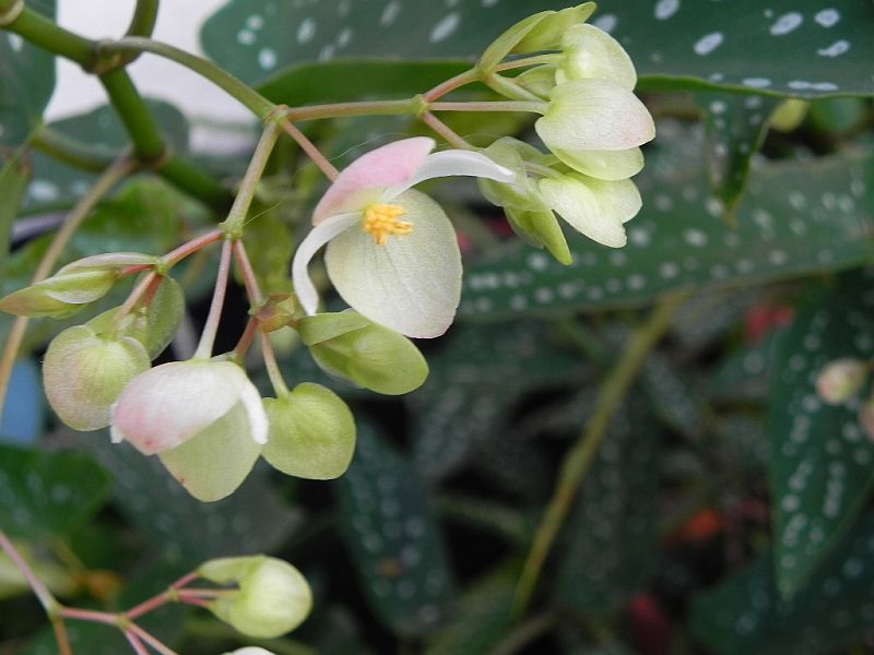 terrarium - Begonia - Begonien - Seite 4 33939602bi