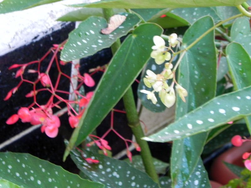 Begonia - Begonien - Seite 4 33939603nz