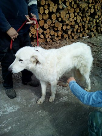 Diego - wunderschöner Hundemann wünscht sich ländliches zuhause 33945533wf