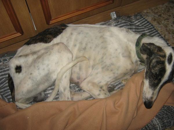 Galgo MATTEO aus Andalusien sucht ... -Galgo Lovers- 3396327