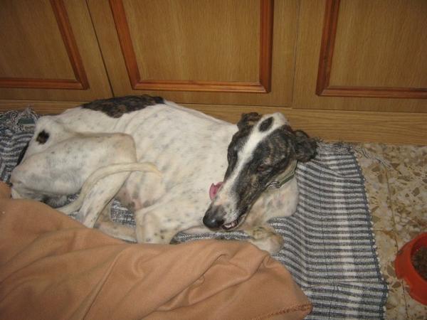 Galgo MATTEO aus Andalusien sucht ... -Galgo Lovers- 3396329