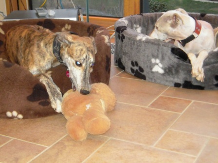 Galgo Gurtel (jetzt MANGO) aus San Anton sucht ... - Seite 3 3410107