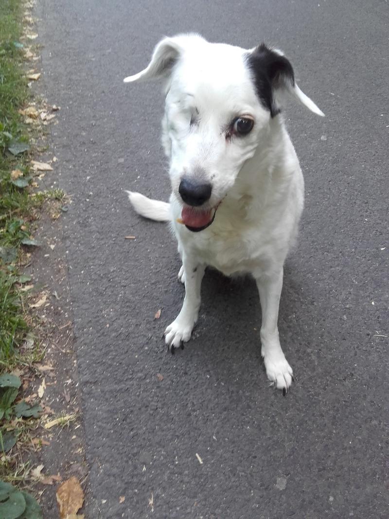 Seniorin Kiki, 12 Jahre Terriermix sucht ein ruhiges neues Heim 34124750yq