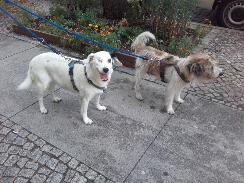 Seniorin Kiki, 12 Jahre Terriermix sucht ein ruhiges neues Heim 34124751ls