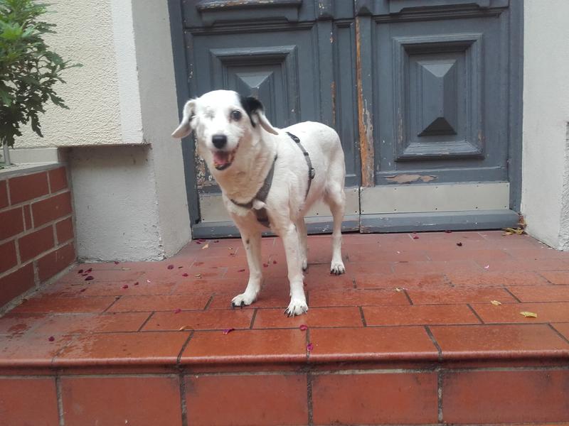 Seniorin Kiki, 12 Jahre Terriermix sucht ein ruhiges neues Heim 34124752dk