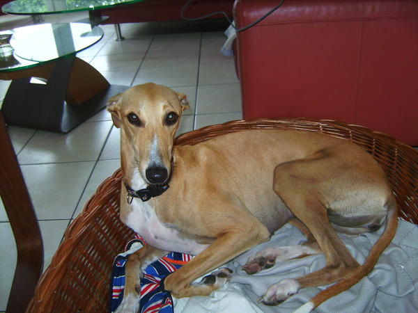 Galga Mana sucht dringend ihre Adoptivefamilie... 3413313