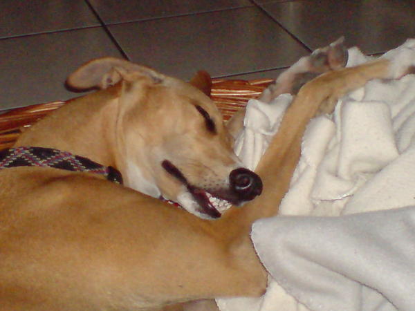 Galga Mana sucht dringend ihre Adoptivefamilie... 3413316