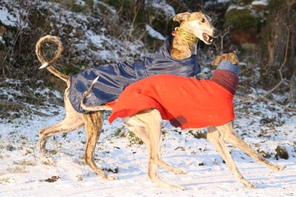 Galgo Gurtel (jetzt MANGO) aus San Anton sucht ... - Seite 3 3428387